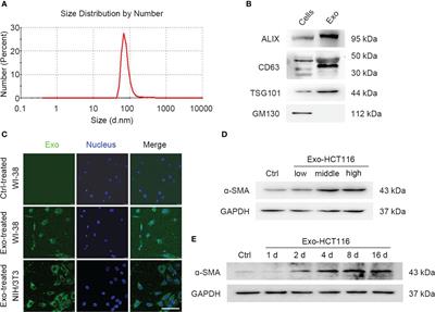 The BAP31/miR-181a-5p/RECK axis promotes angiogenesis in colorectal cancer via fibroblast activation